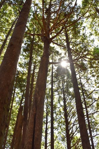 ヒバ | 木を知る | 雑誌プランドゥリフォーム連動コラム | リフォーム